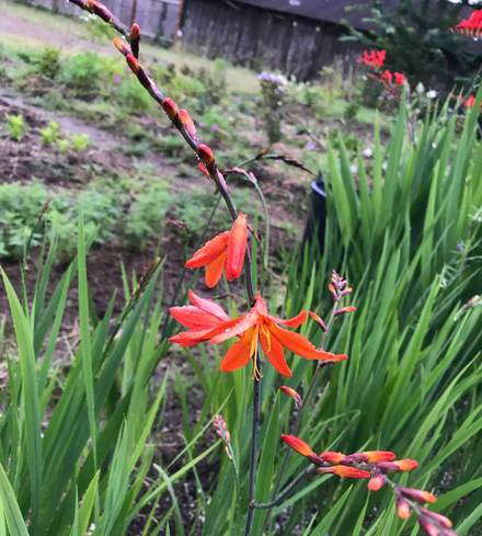 Crocosmia - red-orange