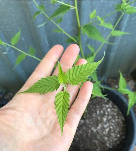 Kerria foliage
