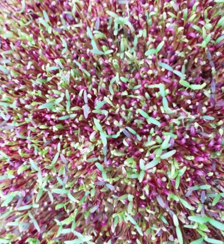Microgreens - Amaranth