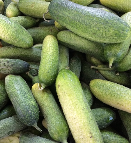 Pickling Cukes