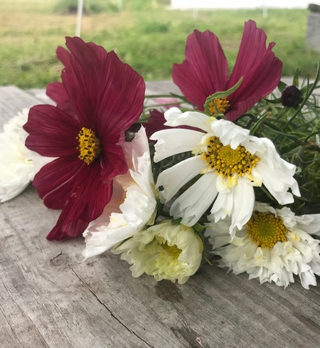 cosmos