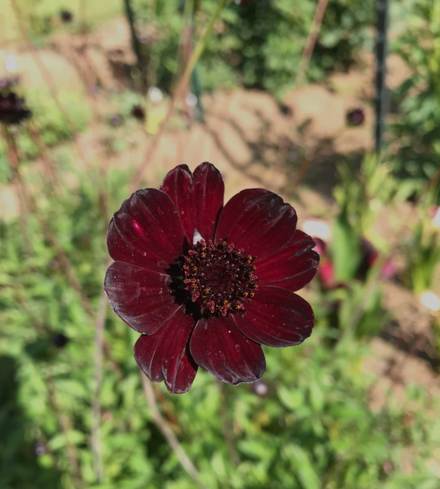 Chocolate Cosmos