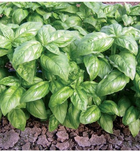 Genovese Basil