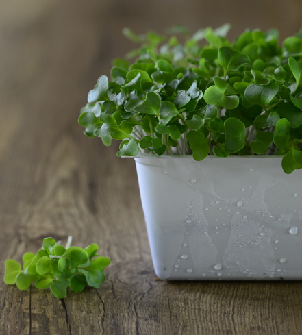 Broccoli Microgreens