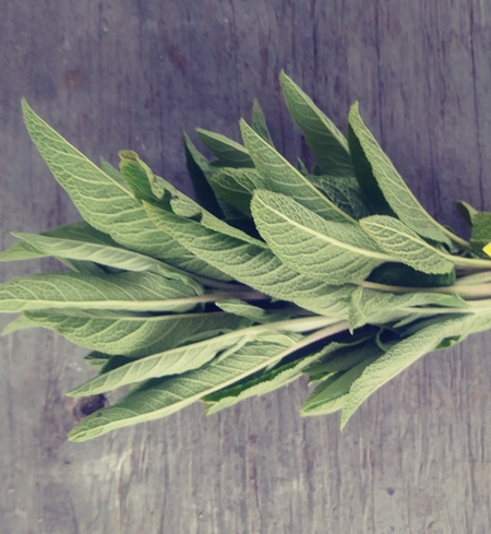 Herb, sage