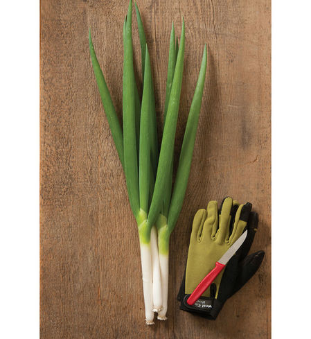 Nabechan Scallions