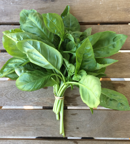 Herbs - Basil