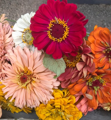 Zinnia, large