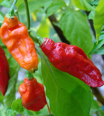 Bhut Jalokia Pepper