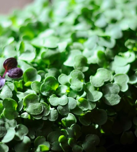 Kale (Green) Microgreens