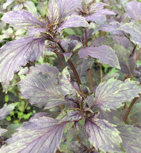 Basil - Aromatto