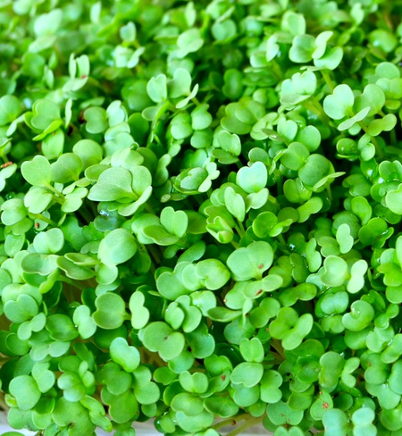 Microgreens, Mustard - Wasabi