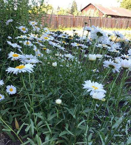 Shasta Daisy
