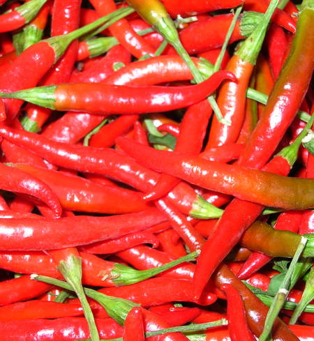 Frozen, Poinsettia Pepper