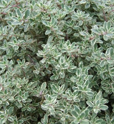 Thyme