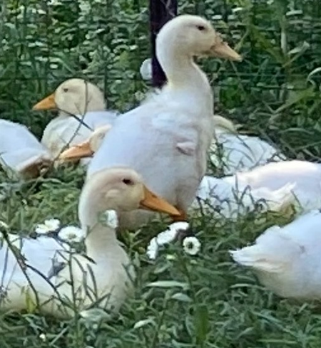 Whole Duck (Frozen)