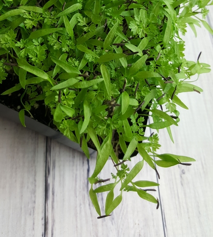 Chervil Microgreens