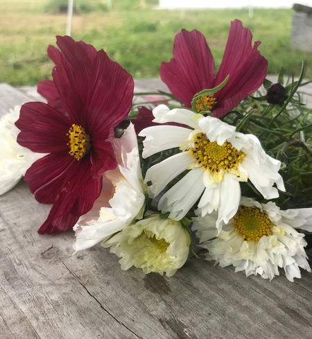 cosmos
