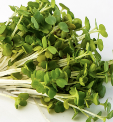 Microgreens, Arugula