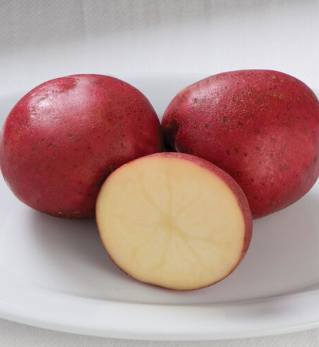 Potato, Red