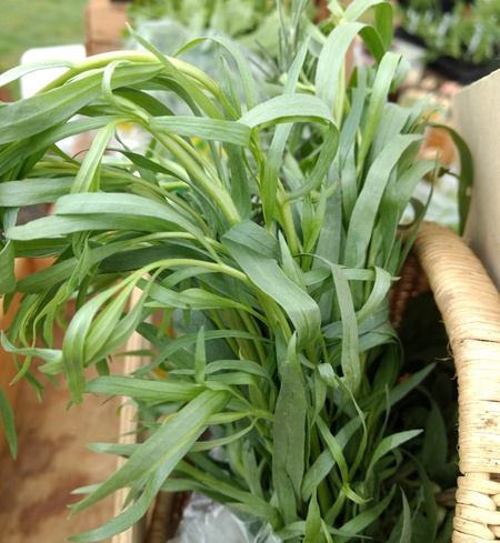 Tarragon
