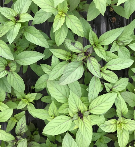 Basil - Thai