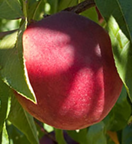 Red Gold Nectarines