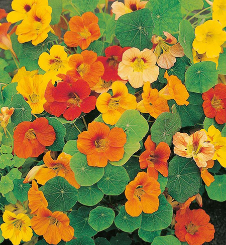 Edible Nasturtium Flowers