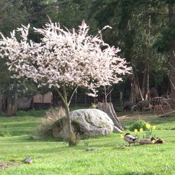 Hidden Meadow Ranch
