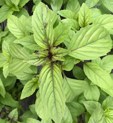 Basil - Cinnamon