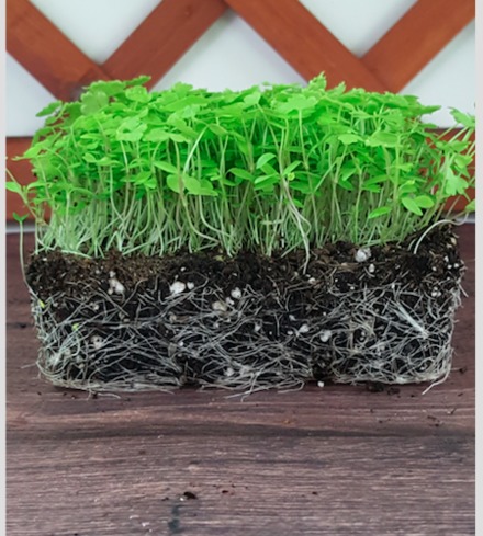 Celery Microgreens