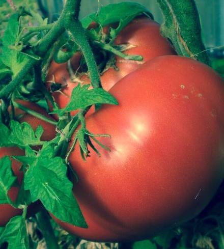 Beefsteak Tomato