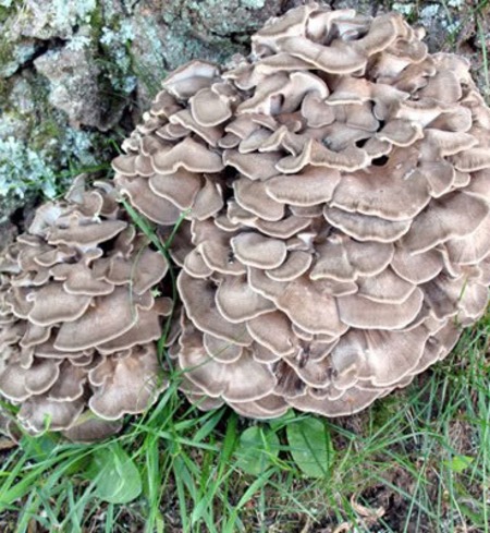 Maitake