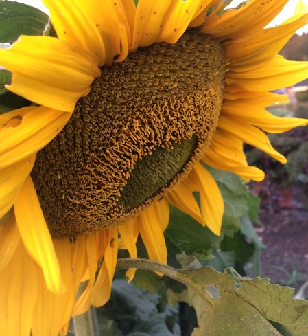 sunflowers