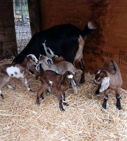 Goat Milk