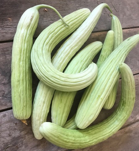 Armenian Cukes