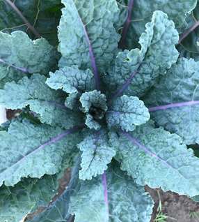 Kale