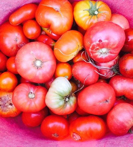 Heirloom tomato selection