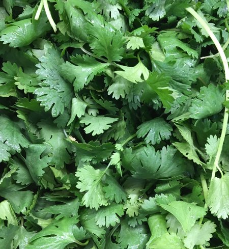 Herbs, Cilantro