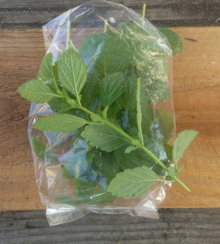 Organic Lemon Balm