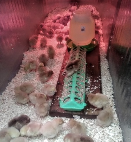 Fresh Pastured Chicken