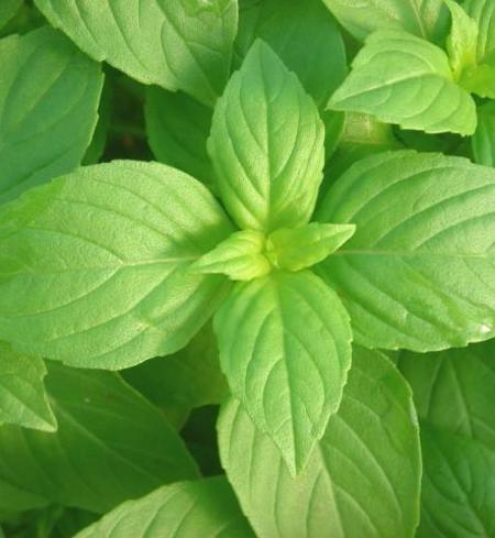 Lemon Basil