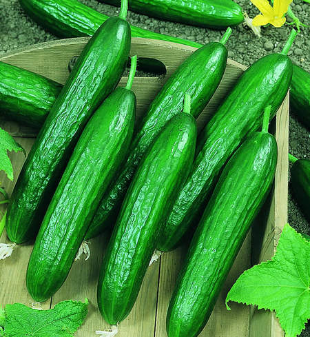 Amiga cucumber