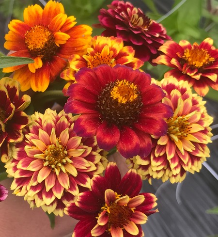 Zinnia, mini
