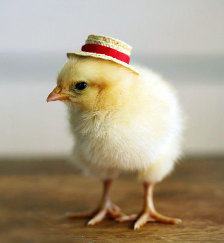 (10) Broiler Chickens