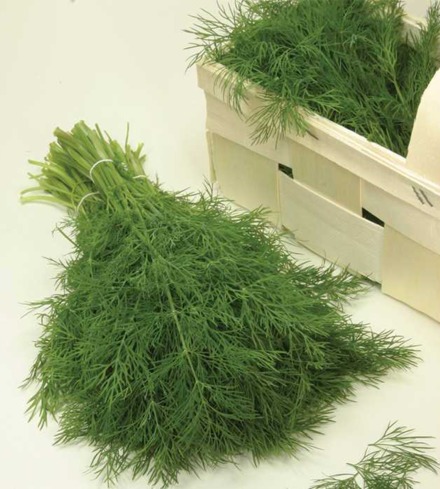 "Diana" Dill