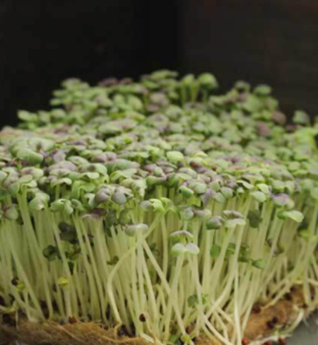 Microgreens, Mustard - Osaka Purple