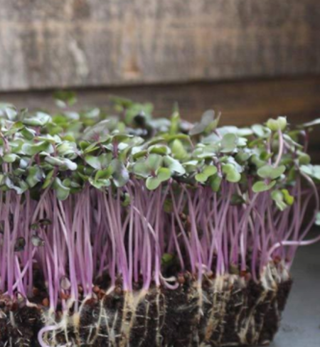 Microgreens, Cabbage - Red