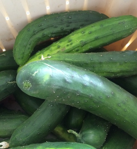 Slicing Cucumbers