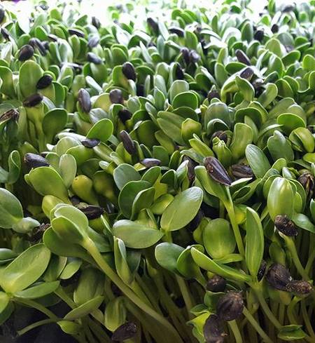 Sunflower Microgreens